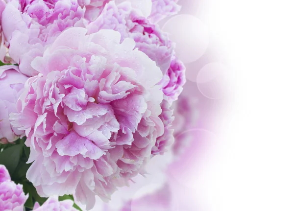 Grens met roze pioenrozen — Stockfoto