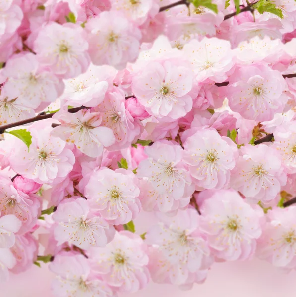 Fioritura albero rosa Fiori — Foto Stock