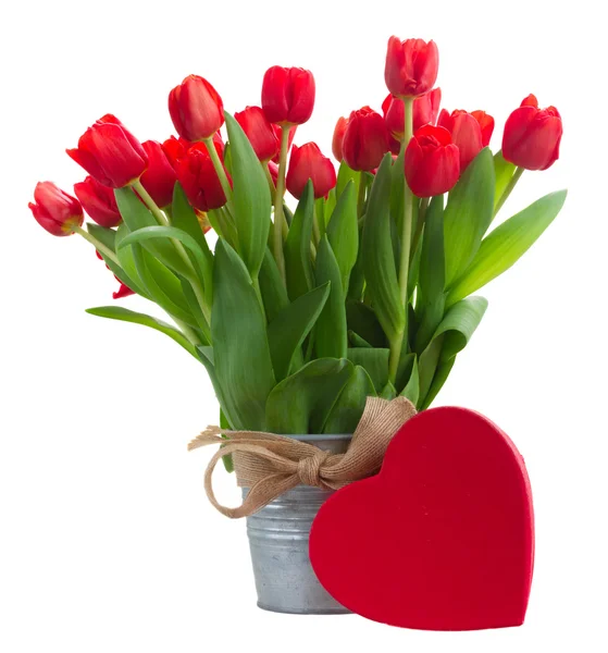 Fresh red tulip flowers — Stock Photo, Image