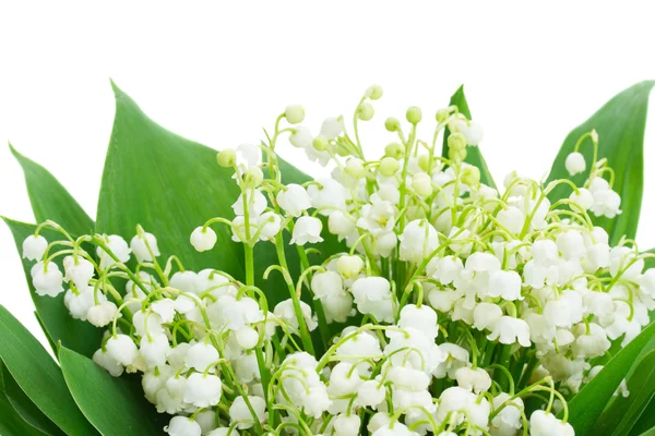 Bunch of Lilly of valley — Stock Photo, Image