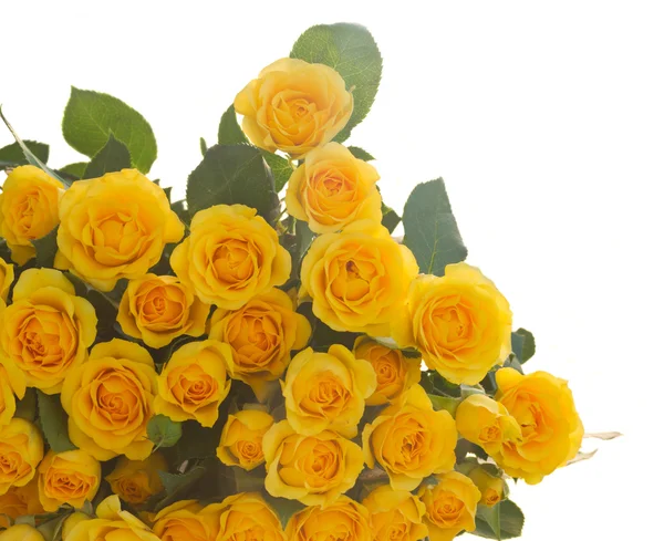 Bouquet of fresh roses — Stock Photo, Image