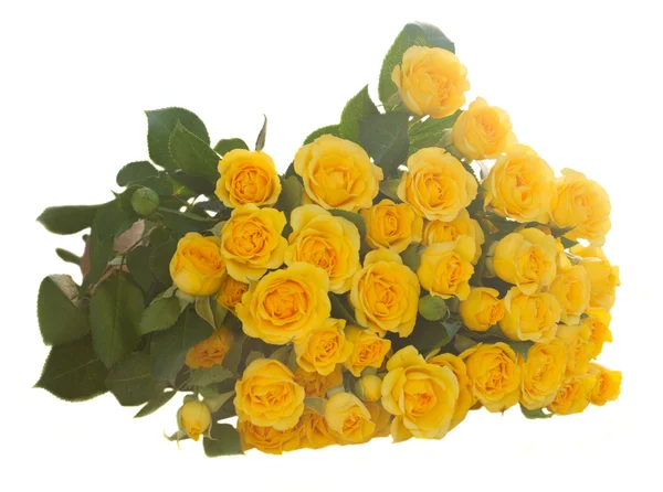 Bouquet of fresh roses — Stock Photo, Image