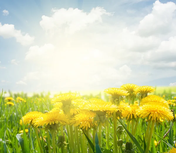 Dandelion field at spring — Stock Photo, Image