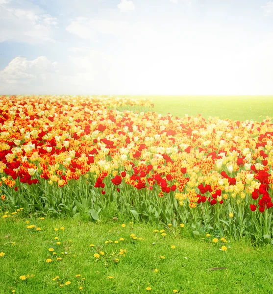 Зеленый газон с тюльпанами — стоковое фото