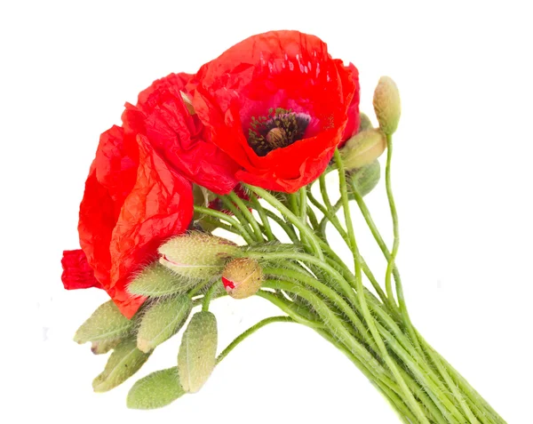 Poppy verse bloemen — Stockfoto