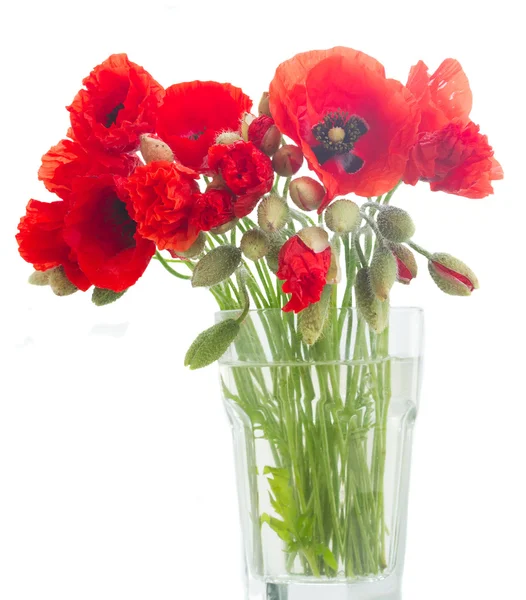 Flores frescas de amapola — Foto de Stock