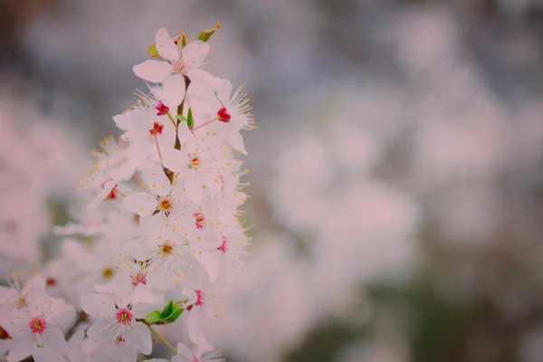 Flor de primavera, retro tonificada — Fotografia de Stock