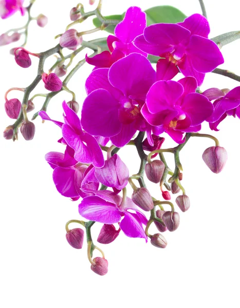 Bos van violet orchideeën — Stockfoto