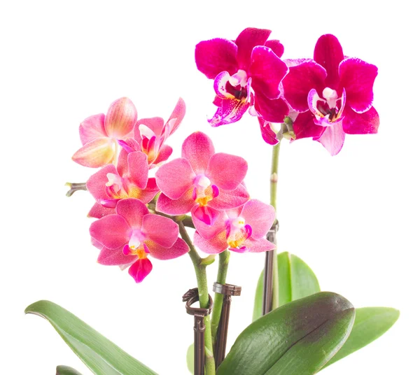 Fresh pink orchid in pot — Stock Photo, Image