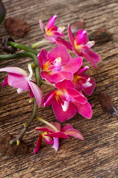 Bund violette Orchideen — Stockfoto