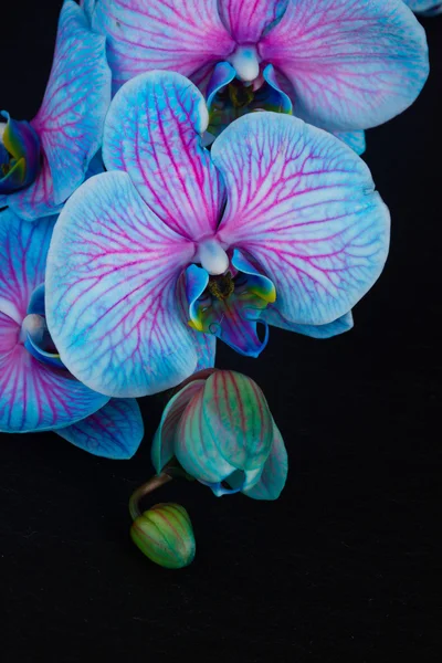 Massa violett orkidéer — Stockfoto