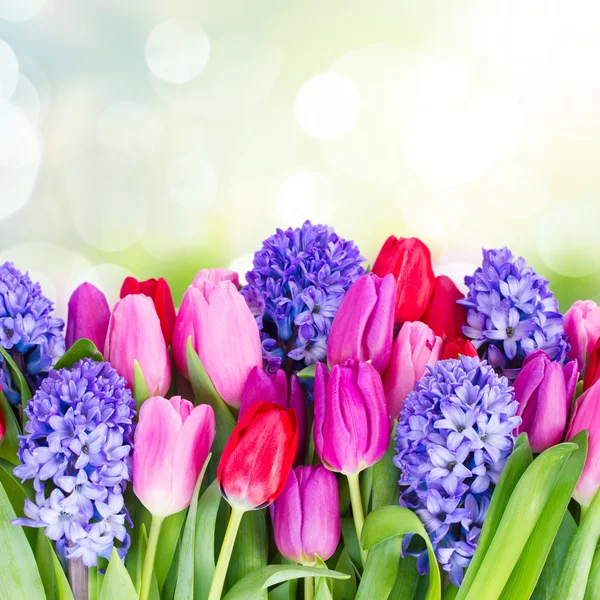 Blue hyacinth and  tulips — Stock Photo, Image