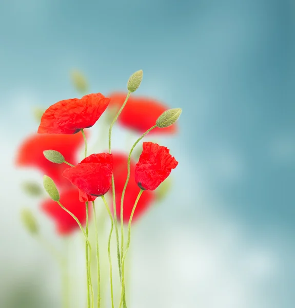 Poppy bloemen op blauw — Stockfoto