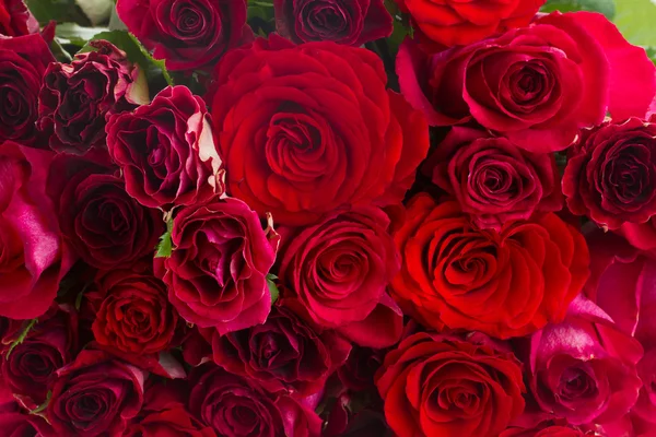 Mucchio di rose rosse — Foto Stock