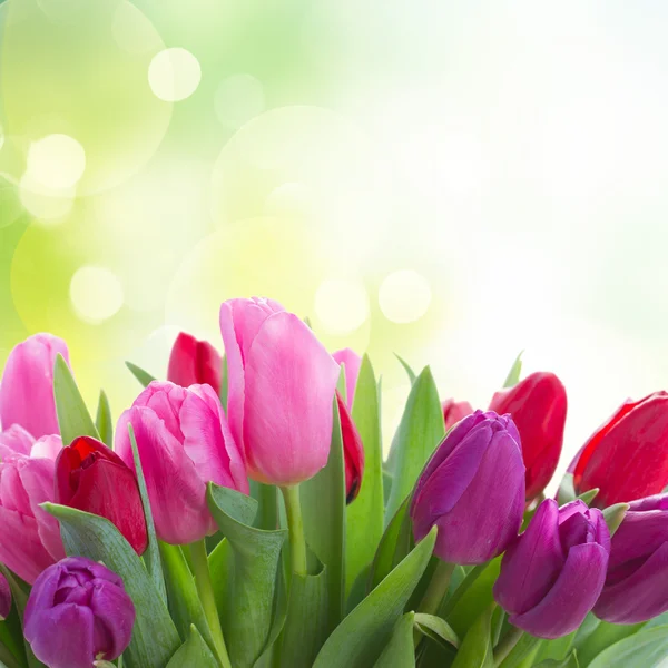 Strauß roter und lila Tulpenblumen — Stockfoto