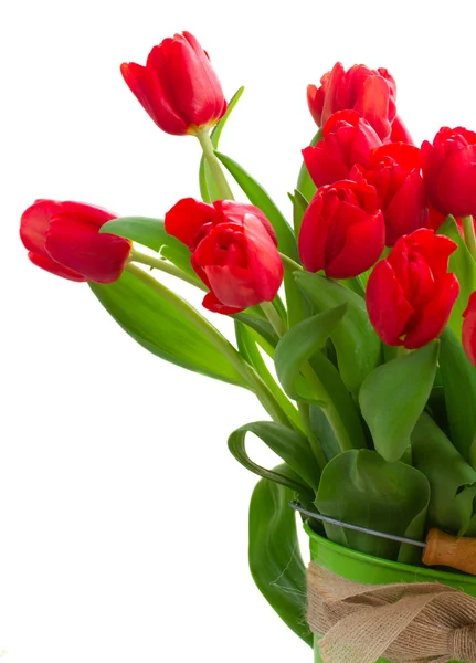 Čerstvý červený Tulipán květy — Stock fotografie