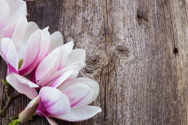 Fiori di magnolia con perle su tavola di legno — Foto Stock