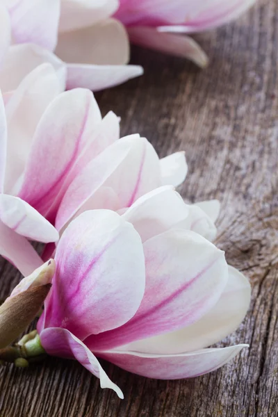 Magnolia blommor med pärlor på träbord — Stockfoto