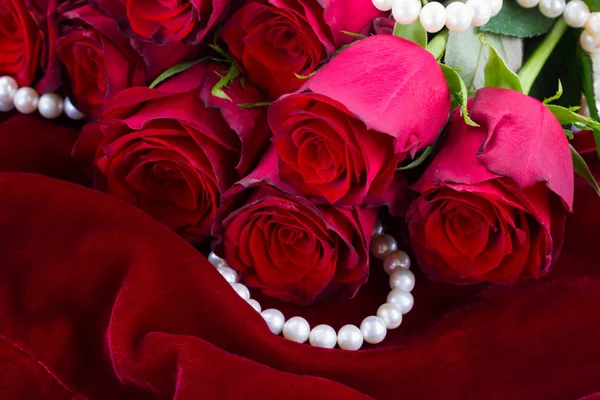 Czerwona róża na aksamit — Zdjęcie stockowe