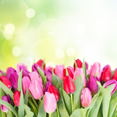 Kırmızı ve mor Lale çiçek buketi