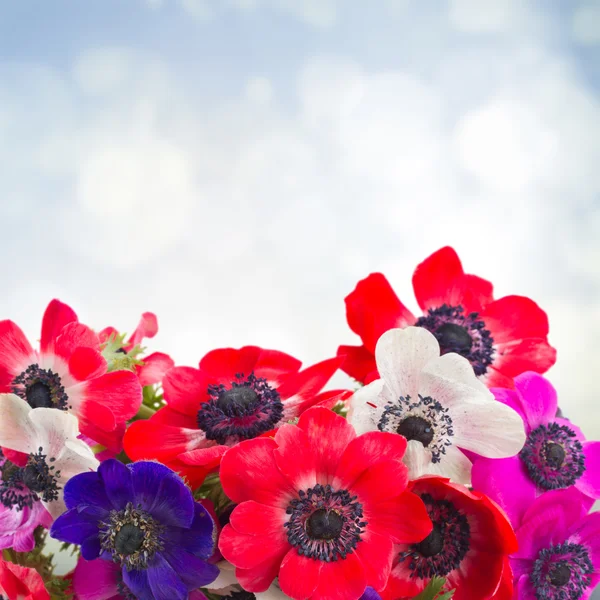 Anemone bloemen op blauw — Stockfoto