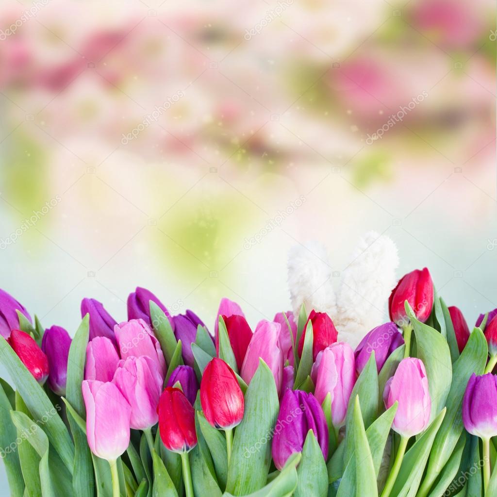 bouquet of  red and purple  tulip flowers