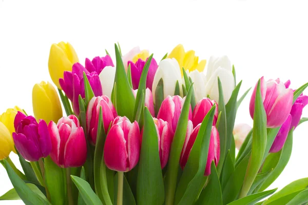 Buquê de tulipas cor de rosa, roxas e brancas — Fotografia de Stock