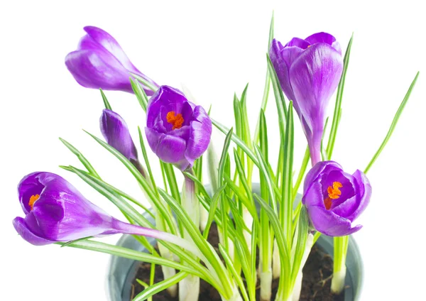 Paarse krokusbloemen — Stockfoto