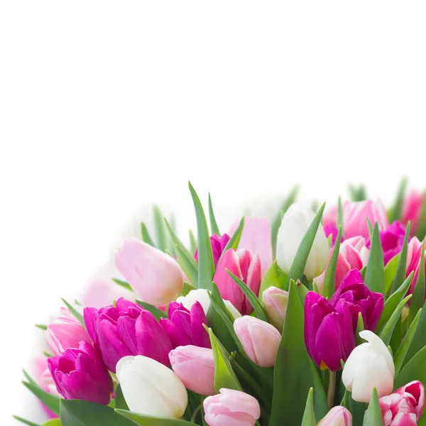 분홍색, 보라색과 흰색 튤립의 꽃다발 — 스톡 사진