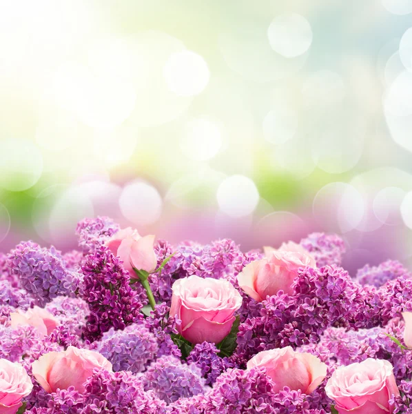 Lila en roze bloemen — Stockfoto