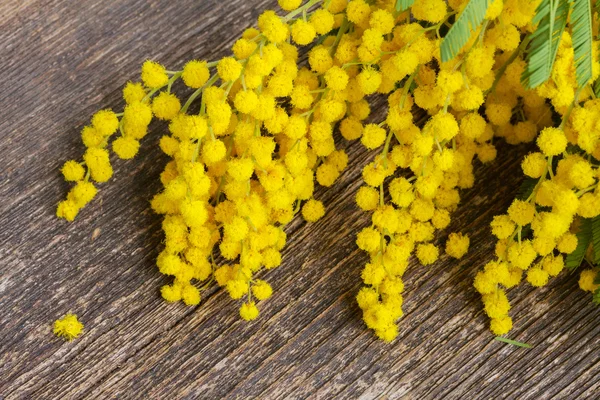 Francouzský mimosa s jehnědy — Stock fotografie