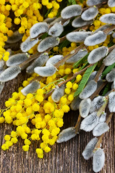 Francouzský mimosa s jehnědy — Stock fotografie