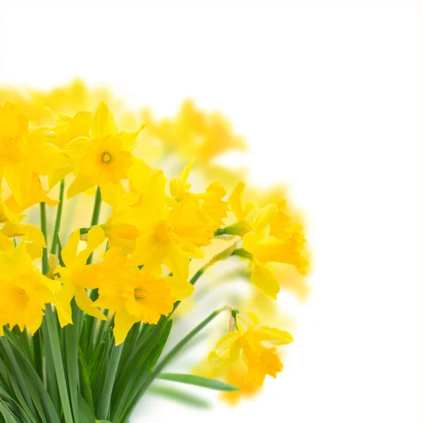 Narcisse jaune printanière — Photo