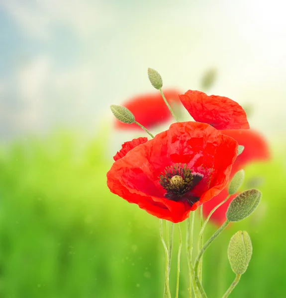 Poppy rode bloemen — Stockfoto