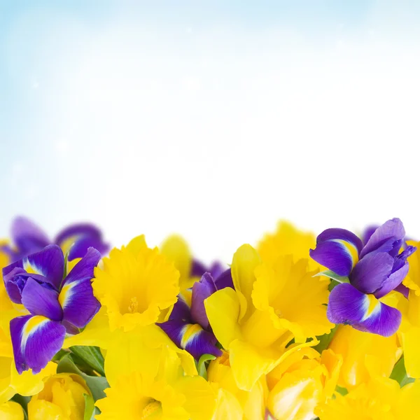 Jarní Narcis a kosatce — Stock fotografie