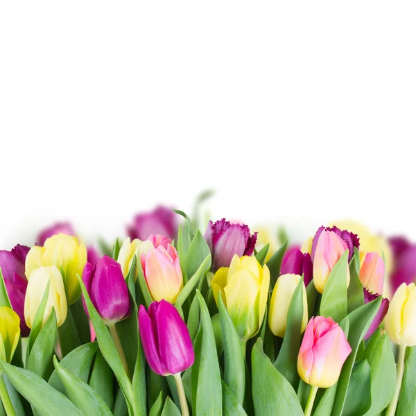 Bukett med gula och lila tulpanblommor — Stockfoto