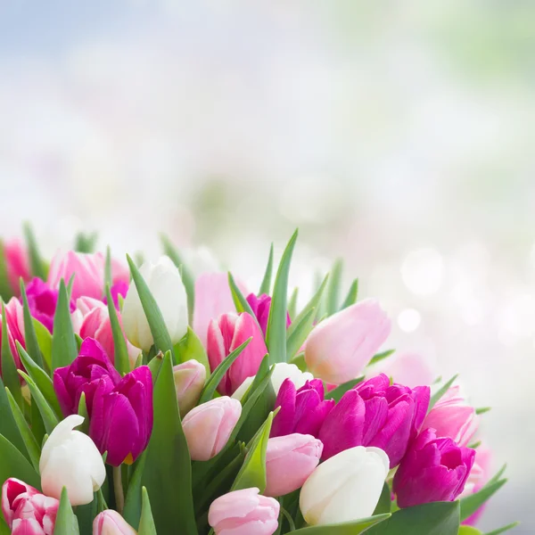 Buquê de tulipas cor de rosa, roxas e brancas — Fotografia de Stock