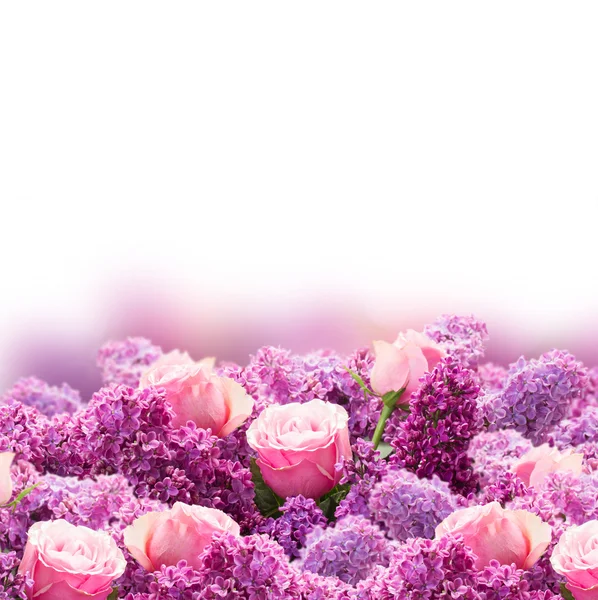 Lila en roze bloemen — Stockfoto