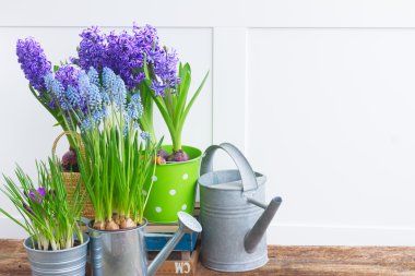 Bahçe aletleri ve çiçekler.