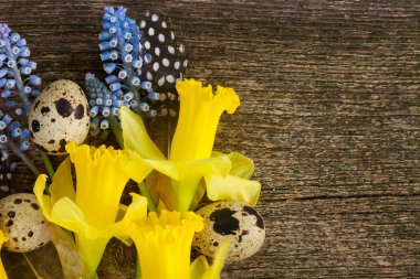 Muscari, nergis ve yumurta