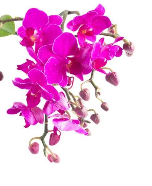Bunch of violet orchids — Stock Photo, Image