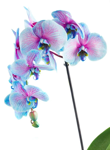 Stengel van blauwe orchideeën — Stockfoto