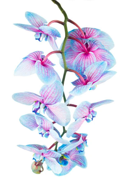 Tige d'orchidées bleues — Photo