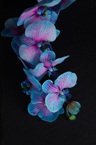 Csomó lila orchideák — Stock Fotó