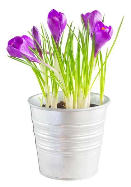 Purple crocus flowers — Stock Photo, Image