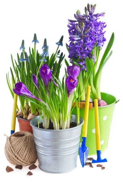 Spring flowers in pots — Stock Photo, Image