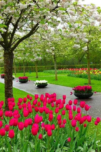 Spring blossom in garden — Stock Photo, Image