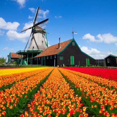 Hollanda yel değirmeni lale tarlasının üzerinde