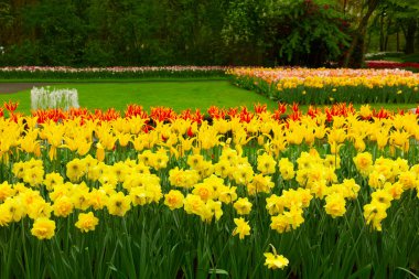 Bahçede sarı daffosdils