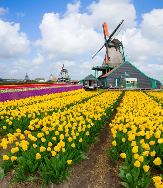 Dutch větrný mlýn nad tulipánovým polem — Stock fotografie